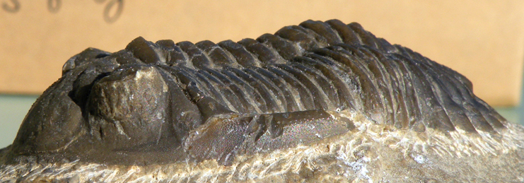 Trilobiti verosimilmente marocchine